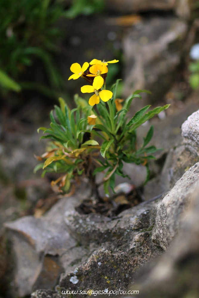 Erysimum cheiri, Giroflée des murailles, Poitiers sous Blossac